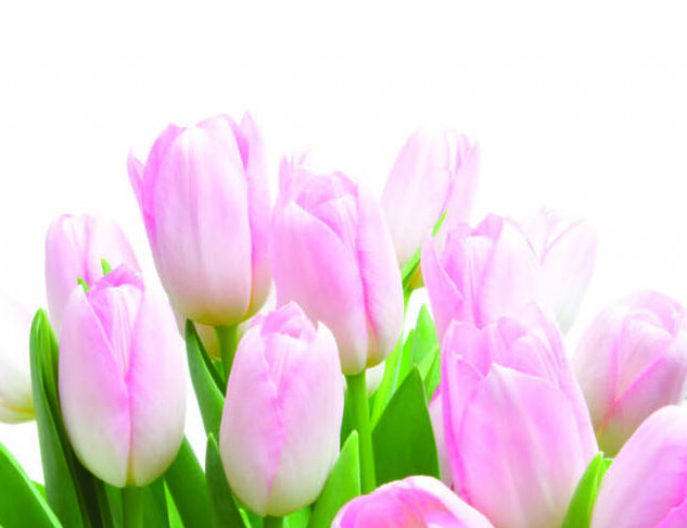 Featured image for “Mother’s Day Giving Tree Cards”